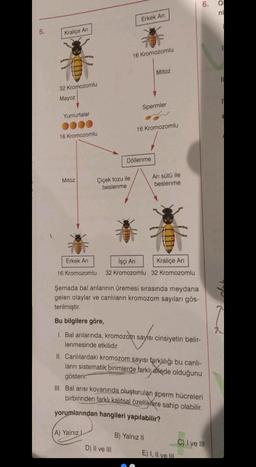 5.
Kraliçe Ari
32 Kromozomlu
Mayoz
Yumurtalar
16 Kromozomlu
Mitoz
Erkek Arı
Çiçek tozu ile
beslenme
Erkek Ar
16 Kromozomlu
(A) Yalnız L
Spermler
Döllenme
D) II ve III
Mitoz
16 Kromozomlu
İşçi Arı
Kraliçe Ari
16 Kromozomlu 32 Kromozomlu 32 Kromozomlu
Şemada bal arılarının üremesi sırasında meydana
gelen olaylar ve canlıların kromozom sayıları gös-
terilmiştir.
Arı sütü ile
beslenme
Bu bilgilere göre,
1. Bal arılarında, kromozom sayısı cinsiyetin belir-
lenmesinde etkilidir.
II. Canlılardaki kromozom sayısı farklılığı bu canlı-
ların sistematik birimlerde farklı ailede olduğunu
gösterir.
III. Bal arısı kovanında oluşturulan sperm hücreleri
birbirinden farklı kalıtsal özelliklere sahip olabilir.
yorumlarından hangileri yapılabilir?
B) Yalnız II
6.
E) I, II ve III
C) I ve III
O
ni
11
7₂