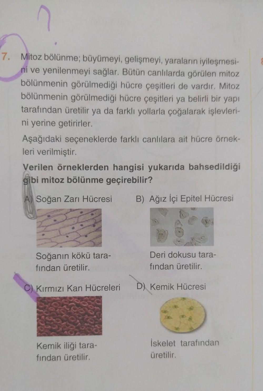 C
7. Mitoz bölünme; büyümeyi, gelişmeyi, yaraların iyileşmesi-
ni ve yenilenmeyi sağlar. Bütün canlılarda görülen mitoz
bölünmenin görülmediği hücre çeşitleri de vardır. Mitoz
bölünmenin görülmediği hücre çeşitleri ya belirli bir yapı
tarafından üretilir y