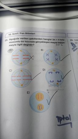 10. Sınıf Fen Bilimleri
23. Aşağıda verilen şekillerden hangisi 2n=
= 4 kro-
mozomlu bir hücrede gerçekleşen mayoz bölün-
meyle ilgili değildir?
n=2
C)
I
E)
B)
D)
(11)
11
xx
X
X
* *
XX
25. Döll
bir
No
iptal