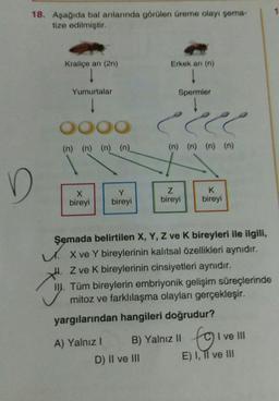 18. Aşağıda bal arılarında görülen üreme olayı şema-
tize edilmiştir.
D
Kraliçe an (2n)
Yumurtalar
0000
(n) (n) (n) (n)
X
bireyi
Y
bireyi
A) Yalnız I
Erkek arı (n)
Spermler
D) II ve III
(n) (n) (n) (n)
Z
bireyi
E
Şemada belirtilen X, Y, Z ve K bireyleri ile ilgili,
X ve Y bireylerinin kalıtsal özellikleri aynıdır.
Z ve K bireylerinin cinsiyetleri aynıdır.
II. Tüm bireylerin embriyonik gelişim süreçlerinde
mitoz ve farklılaşma olayları gerçekleşir.
yargılarından hangileri doğrudur?
K
bireyi
B) Yalnız II
toive
E) I, II ve III
I ve III
1