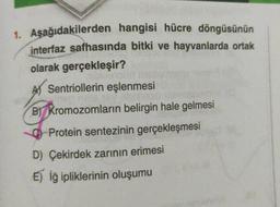 1. Aşağıdakilerden hangisi hücre döngüsünün
interfaz safhasında bitki ve hayvanlarda ortak
olarak gerçekleşir?
A Sentriollerin eşlenmesi
B) Kromozomların belirgin hale gelmesi
Protein sentezinin gerçekleşmesi
D) Çekirdek zarının erimesi
E) İğ ipliklerinin oluşumu