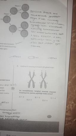 Mayoz!
reme ana hücresidir.
lar bir arada bulunmaz.
ktarı eşittir.
arıdaki hücre
IV
Om old.igin)
adedir.
si 6'dır.
lerin kromo-
Il ve IV
Mayoz II
feis
Teper
.....
DIA
Yalnız III
A) 1-2
kromozomilor
Ortoyo dizils
Bölünme reme ona
hücrelerinde gerçekleşir
Mayor I'de homolog
kromozomlor birbirinder
TGT Kücrelerde
ayrıldığı
homolog kromozomlor
bir orode bulunmoz. ANA
1 kez eslexir. 2 kez
bolcndege Tein yile
2'nin DNA Miktori oyni
des kromotitler
lip köselerde durur.
Olomoz.
3. Aşağıda bir homolog kromozom çifti gösterilmiştir.
Dve Il
Bu kromatitlerden hangileri arasında oluşacak
krossing-over canlıda çeşitliliğe neden olmaz?
B) 1-3
C) 1-4
D) 2-3
-E IT ve III
3
4
X
E) 2-4
53