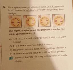 5. Bir araştırmacı mayoz bölünme geçiren 2n = 4 kromozom-
lu bir hücrenin farklı bölünme evrelerini aşağıdaki gibi göz-
lemliyor.
IV
€
and for
Buna göre, araştırmacının aşağıdaki yorumlardan han-
gisini yapması yanlıştır?
A) II, III ve IV numaralı evrelerde hücrede dört kromozom
bulunur.
B) I ve III numaralı evreler mayoz Il'ye aittir.
C) Il numaralı evredeki olay kalıtsal çeşitliliğe neden olur.
D) III numaralı evrede karde kromatit ayrılması gözlenir.
E) I numaralı hücrede homolog kromozomlar bir arada
bulunur.