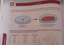 E TESTI-1
18.
A)
B)
C)
D)
Yeteni miktarda besin ve bölünme için uygun ortam bulunduran petri kabindaki bir hücre her 30 dakikada bir mitoz ge
girmektr. 2 saat sonra kapta yeni oluşacak hücreler için yeterli besin ve alan kalmadığından hücre bölünmesi durmakta
dir.
Hücre uygun
ortama konuluyor.
Aynı şartlarda özdeş bir petri kabına dört hücre konulursa bölünme kaç dakika sonra durur, olay sürecinde kaç
tane mitoz gerçekleşir ve kapta toplamda kaç hücre bulunur?
Durma süresi
45 dk.
60 dk.
90 dk.
120 dk.
1 ve 2. Üniteler
Mitoz sayısı
9 adet
12 adet
14 adet
15 adet
Belirli bir sayıya ulaşan hücreler
bölünmeyi durduruyor.
Hücre sayısı
8 tane
16 tane
28 tane
31 tane
OO