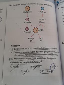 usur.
lür.
niş-
10. Aşağıdaki şekilde bal arılarının üremesi gösterilmiştir.
2n
Kraliçe arı
Yumurta
n
Erkek arı
Kraliçe
ari
n
D) II ve III
Erkek arı
Sperm
2n Zigot
İşçi
ari
Buna göre,
1. Erkek arının vücut hücreleri haploit kromozomludur.
II. Döllenme sonucu oluşan zigottan gelişen bireylerin vücu
hücrelerinde homolog kromozomlar bir arada bulunur.
II Kraliçe arının oluşumu partenogenez ile açıklanır.
ifadelerinden hangileri doğrudur?
A) Yalnız I
B) Yalmz II
E) I, II ve
1.
C) Te ll
Mayc
May
1.
11.
III.
IV
o
2.