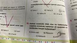 kılıflı işaretli azot taşıyan bir bakteriyofaj,
retli nükleotit taşıyan bir bakteri hücresinde
tadır.
ni fajların;
baz
z
hangilerinde işaretli azota rast-
1
B) Yalnız II
E) I, II ve III
1. E 2. B
C) I ve II
3. B
4. C 5. A
oksijen
6. D
moleküllerinden hangileri işaretli atom bulund
rur?
A) Yalnız I
D) Yalnız III
A) Amino asit
B) Yalnız II
10. Kalıtsal moleküllü DNA olan bir bakteriyofajin
çoğalma evresinde bakteriye ait aşağıdaki mo-
leküllerden hangisi kullanılmaz?
B) Ribozom
D) Nükleotit
7. C 8. E
9. C
enzim
E) I, II ve III
E) ATP
CI ve Il
10. C
C) DNA
III.
IV. Reko
olaylar
A) I-II
3.
Re
I.
IIL
0251