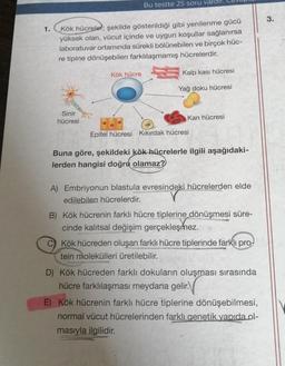 1.
Kök hücreler; şekilde gösterildiği gibi yenilenme gücü
yüksek olan, vücut içinde ve uygun koşullar sağlanırsa
laboratuvar ortamında sürekli bölünebilen ve birçok hüc-
re tipine dönüşebilen farklılaşmamış hücrelerdir.
Sinir
hücresi
Bu testte 25 soru vard
Kök hücre
Kalp kasi hücresi
Yağ doku hücresi
Kan hücresi
Epitel hücresi Kıkırdak hücresi
Buna göre, şekildeki kök hücrelerle ilgili aşağıdaki-
lerden hangisi doğru olamaz?
A) Embriyonun blastula evresindeki hücrelerden elde
edilebilen hücrelerdir.
B) Kök hücrenin farklı hücre tiplerine dönüşmesi süre-
cinde kalıtsal değişim gerçekleşmez.
C) Kök hücreden oluşan farklı hücre tiplerinde farklı pro-
tein molekülleri üretilebilir.
D) Kök hücreden farklı dokuların oluşması sırasında
hücre farklılaşması meydana gelir.
E) Kök hücrenin farklı hücre tiplerine dönüşebilmesi,
normal vücut hücrelerinden farklı genetik yapıda ol-
masıyla ilgilidir.
3.