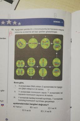 B
✰✰✰✰
lerden
gös-
H₂O
16. Aşağıdaki şekilde 2n = 6 kromozomlu bir hücrenin mayoz
bölünme evrelerine ait bazı şekiller gösterilmiştir.
A
X
ji by
ji j
Buna göre,
1.
III.
T
N
B
açıklamalarından hangileri doğrudur?
A) Yalnız I
B) I ve II
D) II ve III
DENEME-1
X evresindeki DNA miktarı Z evresindeki bir hücre-
nin DNA miktarının iki katıdır.
II.
Y evresindeki kromozom sayısı T evresindeki bir
hücrenin kromozom sayısının iki katıdır.
Y evresinde kardeş kromatit ayrılması, T evresinde
homolog kromozom ayrılması gerçekleşir.
DA
E) I, II ve III
C) I ve III