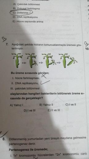 A) Çekirdek bölünmesi
B) Dokusal farklılaşma
C) Döllenme
D) DNA replikasyonu
E) Hücre sayısında artma
B
7. Aşağıdaki şekilde hidranın tomurcuklanmayla üremesi gös-
terilmiştir.
Bu üreme sırasında görülen;
I. hücre farklılaşması,
II. DNA replikasyonu,
III.