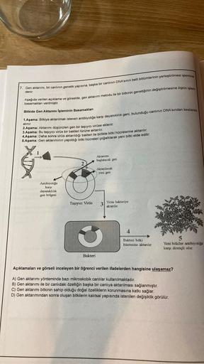 7. Gen aktarımı, bir canlının genetik yapısına, başka bir canlının DNA'sının belli bölümlerinin yerleştirilmesi işlemine
denir.
Aşağıda verilen açıklama ve görselde, gen aktarımı metodu ile bir bitkinin genetiğinin değiştirilmesine ilişkin işlem
basamaklar