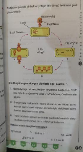 7. Aşağıdaki şekilde bir bakteriyofajin litik döngü ile üreme şekli
gösterilmiştir.
2
murga
re ya
miştir
C)M
Unge
mi est
açıda
C)
Il ve IV
E.coli
E.coli DNA'SI
A) Yalnız I
1-B
1
D) II ve III
Bakteriyofaj
2-A
Litik
döngü
3-A
3
Bu döngüde gerçekleşen olaylar