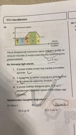 TYT/Fen Bilimleri
18.
8
4
Kromozom sayısı
poba 13
.........
#MA
X Y Z TQ
Hücre döngüsünde kromozom sayısı değişimi grafiği ve-
rilmiş bir hücrede Q evresi sırasında orta lamel oluşumu
gözlenmektedir.
Bitla
Bu hücreyle ilgili olarak;
I. Z evresi anafaz evresi olup kardeş kromatitler
ayrılırlar. L
unaites) eslllo sbua
II.
Y evresinde iğ iplikleri oluştuğuna göre/sentriol-
ler X evresinde eşlenmiş olmalıdır.
Hücre
Döngüsü
Evreleri
III. X evresi interfaz olduğuna göre, Y, Z ve T
levevrelerinde hücredeki toplam DNA miktarı eşit
olmalıdır.
ifadelerinden hangileri doğrudur?
A) Yalnız I
B) I ve II
D) II ve III
(0)
CLve III
E) I, II ve III
20. H
O
E
ya