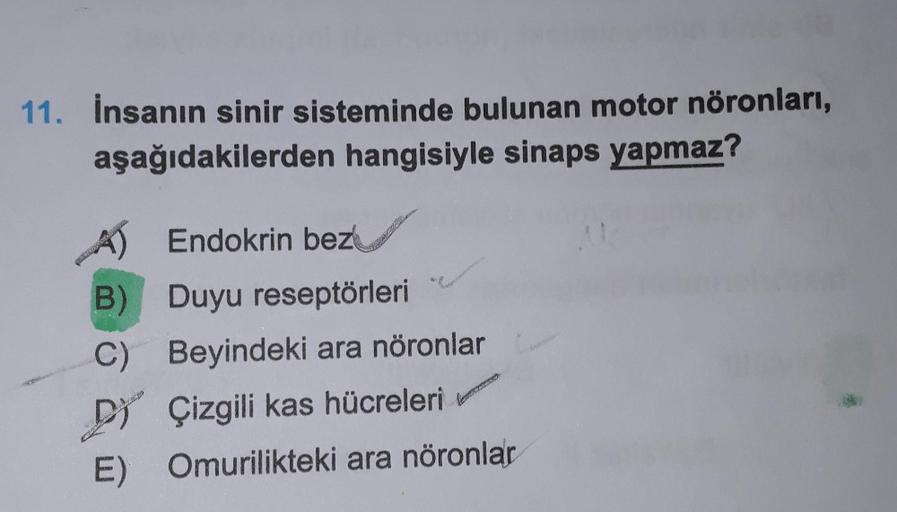 11. İnsanın sinir sisteminde bulunan motor nöronları,
aşağıdakilerden hangisiyle sinaps yapmaz?
A)
Endokrin bez
B) Duyu reseptörleri
C) Beyindeki ara nöronlar
D) Çizgili kas hücreleri
E) Omurilikteki ara nöronlar