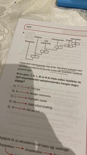 4.
TYT
Balıklar
Çift
Süngerler
yaşamlılar
III
Sürüngenler Kuşlar
A) T-
B) K-
C) L-
D) M-
E) NSüt bezleri
L
M
Omurga
Akciğer solunumu
Parmaklı üyeler
Sabit vücut sıcaklığı
Memeliler
Yukarıdaki kladogramda hayvanlar aleminde bulunan bazı
canlıların sınıfland