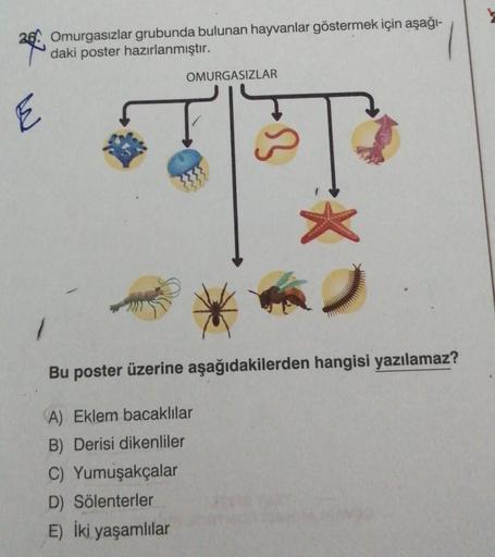 E
Omurgasızlar grubunda bulunan hayvanlar göstermek için aşağı-
daki poster hazırlanmıştır.
OMURGASIZLAR
Bu poster üzerine aşağıdakilerden hangisi yazılamaz?
(A) Eklem bacaklılar
B) Derisi dikenliler
C) Yumuşakçalar
D) Sölenterler
E) İki yaşamlılar