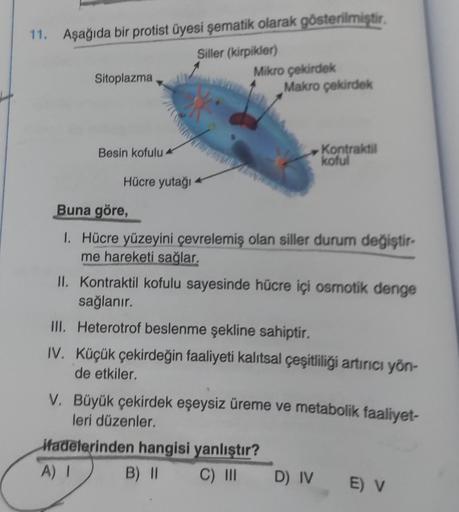 11. Aşağıda bir protist üyesi şematik olarak gösterilmiştir.
Siller (kirpikler)
Sitoplazma
Besin kofulu
Hücre yutağı
Mikro çekirdek
Whe
Makro çekirdek
Kontraktil
koful
Buna göre,
1. Hücre yüzeyini çevrelemiş olan siller durum değiştir-
me hareketi sağlar.
