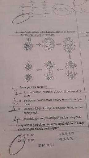 e
A)
B)
6
C)
12
2
12
E)
24
6
b
12
24
12
12
(XXXX Sc
6. Aşağıdaki şekilde mitoz bölünme geçiren bir hücrenin 8. Age
hayat döngüsü evreleri verilmiştir.
sin
Buna göre bu süreçte;
2. kromozomların hücrenin ekvator düzlemine dizil-
mesi,
II. sentromer bölünmes