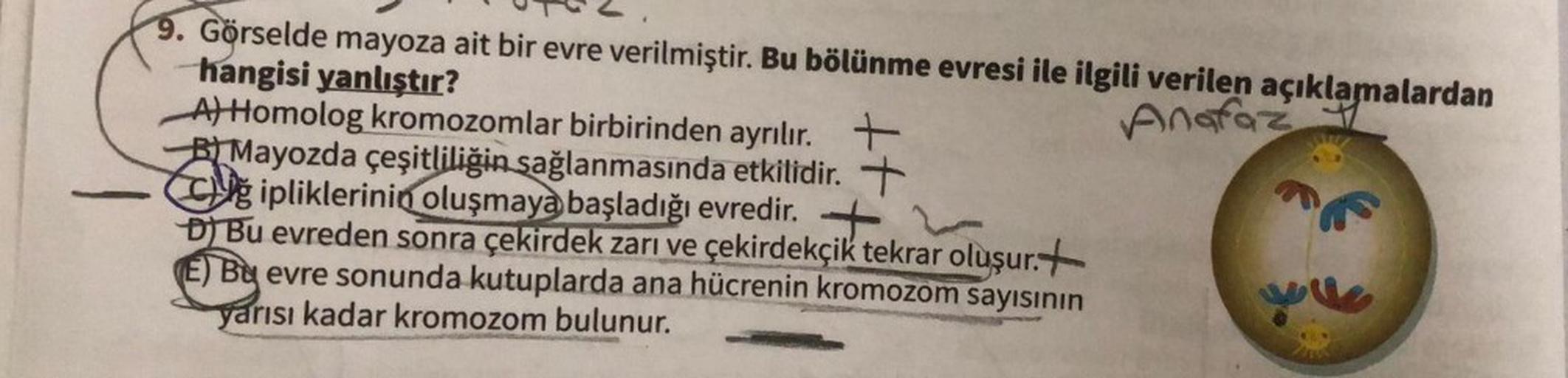 9. Görselde mayoza ait bir evre verilmiştir. Bu bölünme evresi ile ilgili verilen açıklamalardan
hangisi yanlıştır?
Anafaz
A) Homolog kromozomlar birbirinden ayrılır. +
Mayozda çeşitliliğin sağlanmasında etkilidir. +
C
ipliklerinin oluşmaya başladığı evred