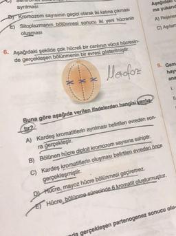 Senton
ayrılması
D) Kromozom sayısının geçici olarak iki katına çıkması
E) Sitoplazmanın bölünmesi sonucu iki yeni hücrenin
oluşması
6. Aşağıdaki şekilde çok hücreli bir canlının vücut hücresin-
de gerçekleşen bölünmenin bir evresi gösterilmiştir.
Merofoz
Buna göre aşağıda verilen ifadelerden hangisi yanlış
Aşağıdaki U
ma yukarıd
A) Rejener
C) Aşılam
9. Gam
hay
A) Kardeş kromatitlerin ayrılması belirtilen evreden son-
ra gerçekleşir.
ana
1.
11
B) Bölünen hücre diploit kromozom sayısına sahiptir.
C) Kardeş kromatitlerin oluşması belirtilen evreden önce
gerçekleşmiştir.
D) Hucre, mayoz hücre bölünmesi geçiremez.
E) Hücre, bölünme sürecinde 6 kromatit oluşturmuştur.
gerçekleşen partenogenez sonucu olu-