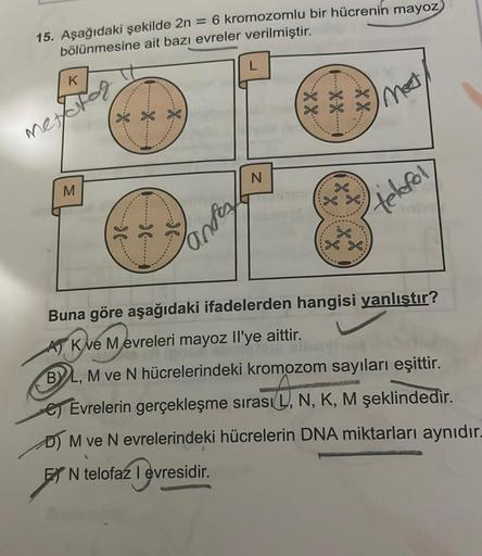 15. Aşağıdaki şekilde 2n = 6 kromozomlu bir hücrenin mayoz
bölünmesine ait bazı evreler verilmiştir.
K
metafos
M
*...
L...
.......
...)...
ander
L
N
XX
(XX))
-----
X X
Meet
telefol
Buna göre aşağıdaki ifadelerden hangisi yanlıştır?
A K ve Mevreleri mayoz I