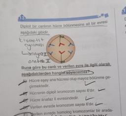 13
Diploit bir canlının hücre bölünmesine ait bir evresi
aşağıdaki gibidir.
tromotit
cynimess
Amayoz II
enotez I
Buna göre bu canlı ve verilen evre ile ilgili olarak
aşağıdakilerden hangist söylenemez?
Hücre eşey ana hücresi olup mayoz bölünme ge-
çirmektedir.
* F*
BHücrenin diploit kromozom sayısı 6'dır.
Hücre anafaz II evresindedir.
Verilen evrede kromozom sayısı 6'dır.
Ferilen evrede homolog kromozomlar bir arada-
kromosomer
1
C
r