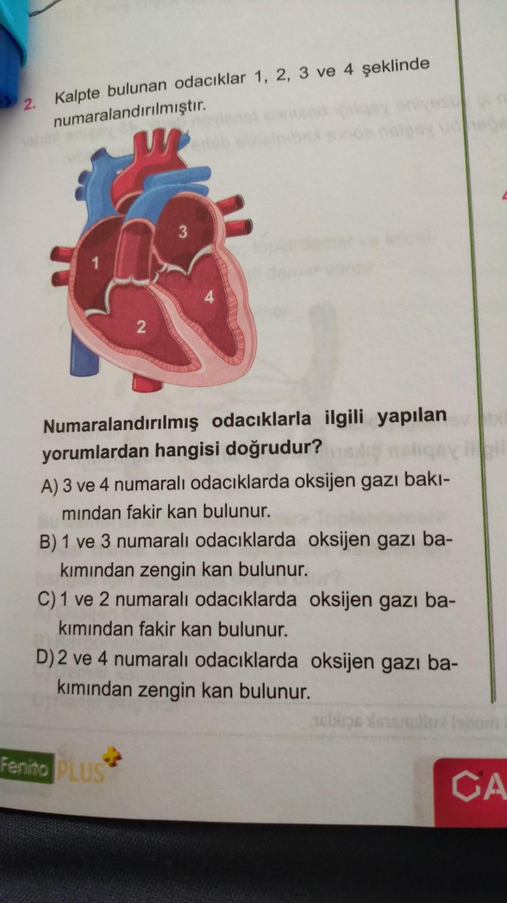 2. Kalpte bulunan odacıklar 1, 2, 3 ve 4 şeklinde numaralandırılmıştır. 2 3  Fenito PLUS 4 Numaralandırılmış odacıklarla ilgili yapılan bi yorumlardan  hangisi doğrudur? A) 3 ve 4 numaralı odacıklarda oksijen gazı bakı- mından  fakir kan bulunur. B) 1 ve ...