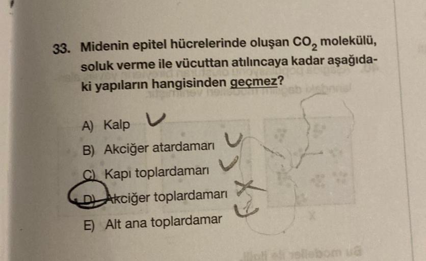 33. Midenin epitel hücrelerinde oluşan CO₂ molekülü,
soluk verme ile vücuttan atılıncaya kadar aşağıda-
ki yapıların hangisinden geçmez?
A) Kalp V
B) Akciğer atardamarı
Kapı toplardamarı
Akciğer toplardamarı
E) Alt ana toplardamar
G
Hole voliebom u