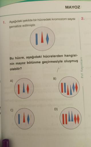 1. Aşağıdaki şekilde bir hücredeki kromozom sayısı
şematize edilmiştir.
Bu hücre, aşağıdaki hücrelerden hangisi-
nin mayoz bölünme geçirmesiyle oluşmuş
olabilir?
P
A)
114
SHI
MAYOZ
B)
D)
A
2.
Prf Yayınları