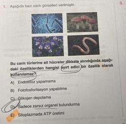 1. Aşağıda bazı canlı görselleri verilmiştir.
S
Bu canlı türlerine ait hücreler dikkate alındığında aşağı-
daki özelliklerden hangisi ayırt edici bir özellik olarak
kullanılamaz?
A) Endositoz yapamama
B) Fotofosforilasyon yapabilme
C Glikojen depolama
& Sa
DV Sadece zarsız organel bulundurma
E) Sitoplazmada ATP üretimi
3.