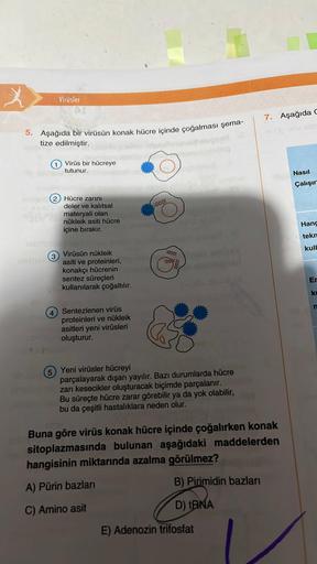 X
Virüsler
5. Aşağıda bir virüsün konak hücre içinde çoğalması şema-
tize edilmiştir.
3
Virüs bir hücreye
tutunur.
imit 2 Hücre zarını
snel
deler ve kalıtsal
materyali olan
nükleik asiti hücre
içine bırakır.
Virüsün nükleik
asiti ve proteinleri,
konakçı hü