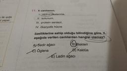 ile işığa
z yapar.
11. X canlısının;
I. ototrof beslenme,
II. solunum,
III. protein sentezi,
IV. ökaryotik hücre
özelliklerine sahip olduğu bilindiğine göre, X,
aşağıda verilen canlılardan hangisi olamaz?
B) Bakteri
D) Kaktüs
A) Sedir ağacı
C) Öglena
E) Ladin ağacı