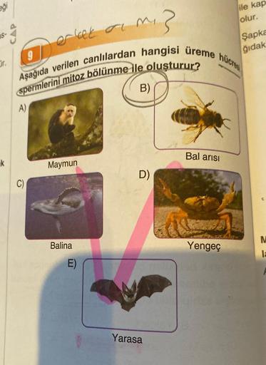 eği
S-
Or.
k
CAP
A)
erkek ar m
er let
Maymun
m₁3
9
Aşağıda verilen canlılardan hangisi üreme hücres
spermlerini mitoz bölünme ile oluşturur?
B)
Balina
E)
D)
Yarasa
Bal arısı
ile kap
olur.
Yengeç
Şapka
ğıdak
M
12