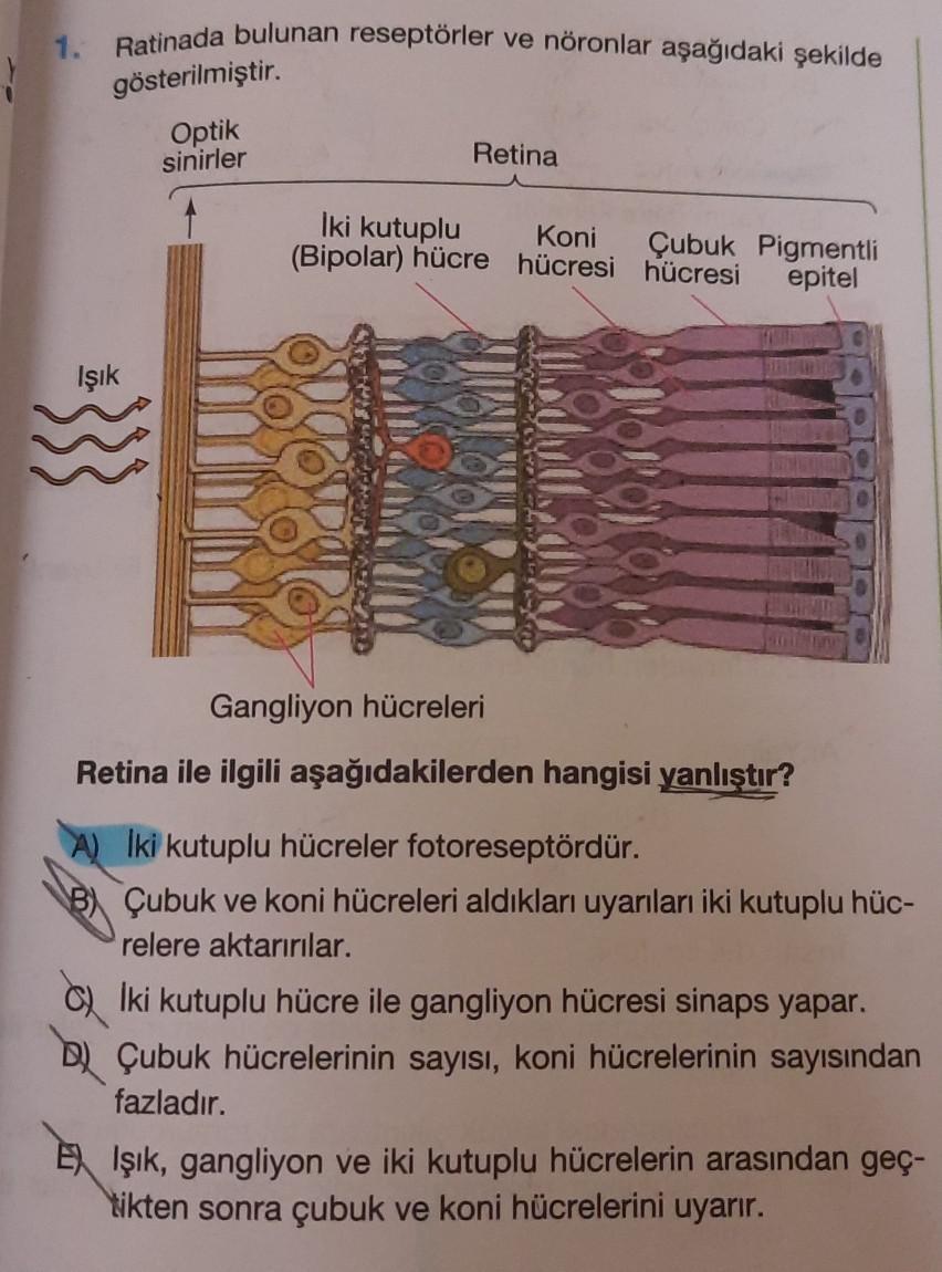 1. Ratinada bulunan reseptörler ve nöronlar aşağıdaki şekilde
gösterilmiştir.
Optik
sinirler
Işık
Retina
Koni
İki kutuplu
(Bipolar) hücre hücresi hücresi
Çubuk Pigmentli
epitel
Gangliyon hücreleri
Retina ile ilgili aşağıdakilerden hangisi yanlıştır?
Iki ku