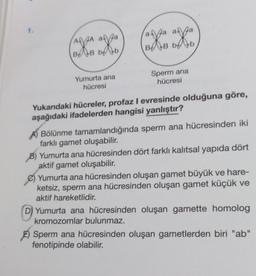 1.
AA
Agga aga
B
B b
Yumurta ana
hücresi
apa apa
B
B be
Sperm ana
hücresi
Yukarıdaki hücreler, profaz I evresinde olduğuna göre,
aşağıdaki ifadelerden hangisi yanlıştır?
ABölünme tamamlandığında sperm ana hücresinden iki
farklı gamet oluşabilir.
Yumurta ana hücresinden dört farklı kalıtsal yapıda dört
aktif gamet oluşabilir.
Yumurta ana hücresinden oluşan gamet büyük ve hare-
ketsiz, sperm ana hücresinden oluşan gamet küçük ve
aktif hareketlidir.
D) Yumurta ana hücresinden oluşan gamette homolog
kromozomlar bulunmaz.
Sperm ana hücresinden oluşan gametlerden biri "ab"
fenotipinde olabilir.