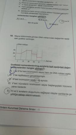 Kendi proteinlerini kendileri sentezlerler. X
II. Canlı bir hücre içine girmeden çoğalamadıkları için "zorun-
lu hücre içi parazit" olarak adlandırılırlar.
III. Farklı şekillerde olmaları farklı hücreleri enfekte etmelerinde
etkilidir.
4x
2x
X
IV. Şekillerinin farklı olması enfekte ettikleri hücrelerin genomu-
nun farklı olmasından kaynaklanır.
verilenlerden hangileri yanlıştır?
A) I ve II
B) III ve IV
Đ) I, II ve IV
18. Mayoz bölünmede görülen DNA miktarındaki değişimler aşağı-
daki grafikte verilmiştir.
DNA miktarı
11
EYÁIniz II
1
III IV V
Grafikteki numaralandırılmış evrelerle ilgili aşağıdaki değer-
lendirmelerden hangisi yanlıştır?
C) ve IV
Zaman
A) Lye IV'te hem kromozom sayısı hem de DNA miktarı eşittir.
LB) Il'de replikasyon gerçekleşmiştir.
Ill'teki kromozom sayısı 1 ile aynıdır.
öntem Kurumsal Deneme Sınavı - 1
D) V'teki hücrelerin kromozom sayısı başlangıçtaki hücrenin
yarısı kadardır.
E)) IV ve V. evrelerin oluşumunu sağlayan olaylar canlılarda çe-
şitliliğe sebep olabilmektedir.