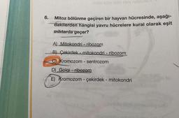 6.
Mitoz bölünme geçiren bir hayvan hücresinde, aşağı-
dakilerden hangisi yavru hücrelere kural olarak eşit
miktarda geçer?
A) Mitokondri - ribozom
B) Çekirdek - mitokondri - ribozom
C) Kromozom - sentrozom
D) Golgi ribozom
E) Kromozom - çekirdek - mitokondri