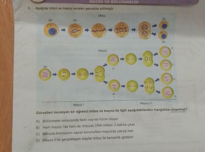 1. Aşağıda mitoz ve mayoz evreleri şematize edilmiştir.
2n
2n
t
WW
2n
HUCRE VE BOLUNMELER
↑
Mitoz
Mayoz
n
↑
↓
A) Bölünmeler sonucunda farklı sayıda hücre oluşur.
B) Hem mayoz l'de hem de mitozda DNA miktarı 2 katına çıkar.
C) Mitozda kromozom sayısı korunu
