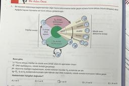 2
Bir Adım Ötesi
1. Bir hücrenin bölünmeye başlamasından diğer hücre bölünmesine kadar geçen sürece hücre siklusu (hücre döngüsü) denir,
Aşağıda hayvan hücresine ait hücre siklusu gösterilmiştir.
interfaz evresi
Hier b
S evresi
DNA
eşlenir.
G₂ evresi
Bölünmeye
hazırlanır.
Mitoz
G₁ evresi
Hücre büyür.
Go
Profaz
Metafaz
I ve IV
Anafaz
Telofaz
Sitokinez
Buna göre,
U. Hücre siklusu interfaz ve mitotik evre olmak üzere iki aşamadan oluşur.
41. DNA replikasyonu, mitotik evrede gerçekleşir.
ABölünme özelliğini kaybetmeyen, sürekli bölünen hücreler Go evresinde yer alır.
VG₁, Sve G₂ evrelerinde kromatin iplik hâlinde olan DNA molekülü, mitotik evrede kromozom hâline geçer.
ifadelerinden hangileri doğrudur?
A) I ve II
B) II ve III
Mitotik evre
(Bölünme evresi)
D) I, II ve IV oslionen ab E) I, III ve IV
sitokir
ni ifade
ere do