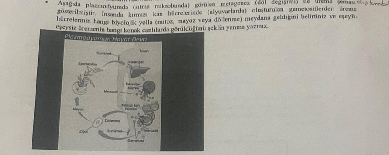 Aşağıda plazmodyumda (sıtma mikrobunda) görülen metagenez (dol değişimi) ile ureme şeması olubil
gösterilmiştir. İnsanda kırmızı kan hücrelerinde (alyuvarlarda) oluşturulan gametositlerden üreme
hücrelerinin hangi biyolojik yolla (mitoz, mayoz veya döllenm