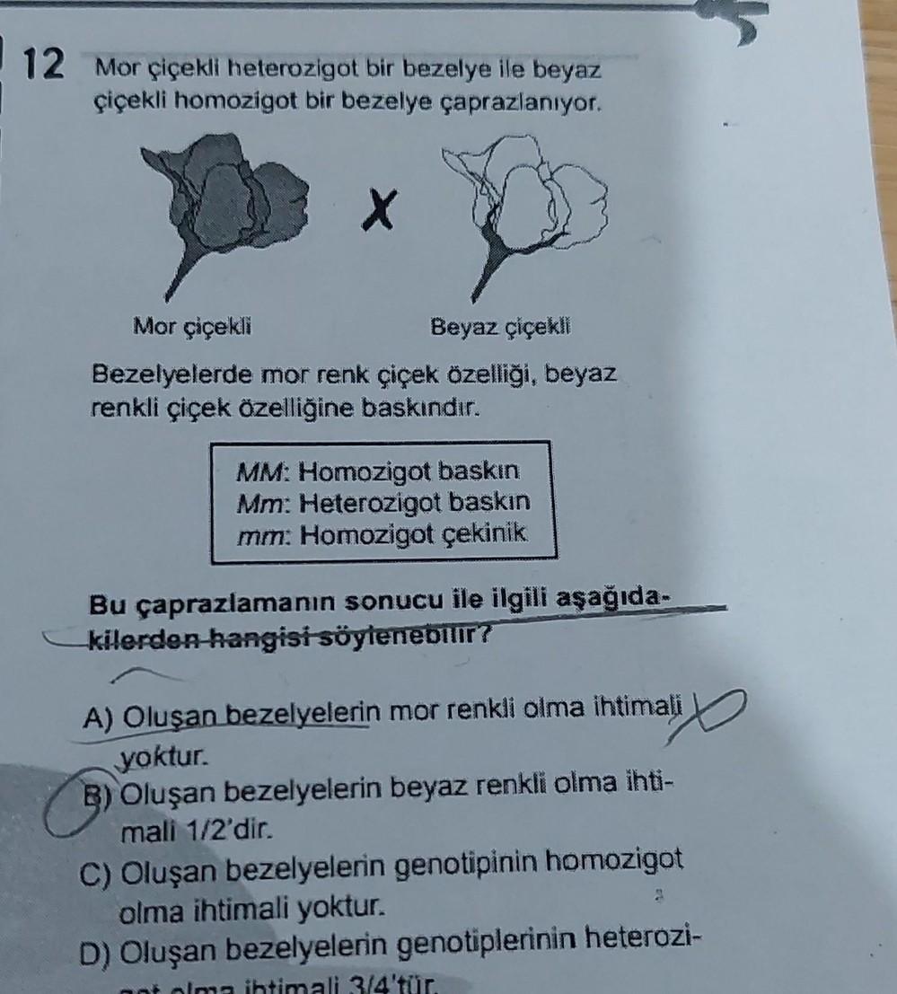 12 Mor çiçekli heterozigot bir bezelye ile beyaz çiçekli homozigot bir ...