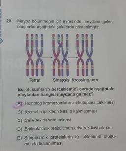 20. Mayoz bölünmenin bir evresinde meydana gelen
oluşumlar aşağıdaki şekillerde gösterilmiştir.
A Aa a
BBbb
CCCC
A a A a
BBbb
VV
^^
CCCC
A a A a
BBbb
VV
00
CCCC
Tetrat
Sinapsis Krossing over
Bu oluşumların gerçekleştiği evrede aşağıdaki
olaylardan hangisi meydana gelmez?
A) Homolog kromozomların zıt kutuplara çekilmesi
B) Kromatin ipliklerin kısalıp kalınlaşması
C) Çekirdek zarının erimesi
D) Endoplazmik retikulumun eriyerek kaybolması
E) Sitoplazmik proteinlerin iğ ipliklerinin oluşu-
munda kullanılması