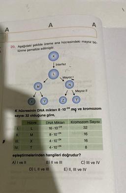 ¡
A
20. Aşağıdaki şekilde üreme ana hücresindeki mayoz bö
lünme şematize edilmiştir.
X
II.
III.
IV.
Hücre
M
M
X
T
A
✓
K
interfaz
K hücresinin DNA miktarı 8-10-24
sayısı 32 olduğuna göre,
Mayoz I
D) I, II ve III
Z
DNA Miktarı
16-10-24
8-10-24
4.10-24
4-10-24
N
Mayoz II
mq
ve kromozom
eşleştirmelerinden hangileri doğrudur?
A) I ve II
B) II ve III
A
Kromozom Sayısı
32
bb16
16
8
C) III ve IV
E) II, III ve IV