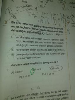 T
1/16
Yumundarn
mitoz
treek
on
A) Yalnız I
L
1/16
D) II ve III
1/8
Aaxa
Bb 35
AL
abc
31-1
E) I, II ve III
Bir araştırmacının, yapmış olduğu dihibrit çaprazla-
ma sonuçlarının Mendel yasalarından önemli ölçü- o
de saptığını gözlemlemesine,
Segmen I
K
Sporn
I. karakterlerin kalıtımından sorumlu genlerin bağlı
olup, kromozom üzerinde birbirine yakın konum-
landığı için cross over olayının gerçekleşmemesi,
karakterlerin alelleri arasında eş baskınlığın olması,
H. bezelye dışında farklı bir bitki türü kullanılarak çap-
razlama yapılmış olması
II.
durumlarından hangileri yol açmış olabilir?
B) I ve II
C) I ve III
C
Fax
Ac 05
iki karakter için dihibrit bir birey ile bu iki karak-
ilki için hibrit ikincisi için homozigot baskın
dan dünyaya gelecek
A) DdE
C) DdB
Aşağ
zely