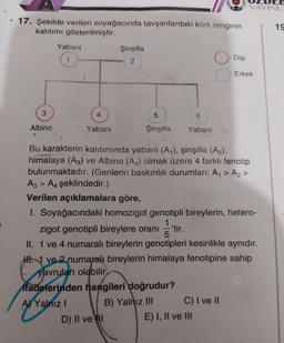 - 17. Şekilde verilen soyağacında tavşanlardaki kürk renginin
kalıtımı gösterilmiştir.
3
Albino
Yabani
4
Yabani
A Ya
A) Yalnız I
Şinşilla
2
5
Şinşilla
D) II ve I
6
Yabani
O: Dişi
Bu karakterin kalıtımında yabani (A₁), şinşilla (A₂),
himalaya (A3) ve Albino (A4) olmak üzere 4 farklı fenotip
bulunmaktadır. (Genlerin baskınlık durumları: A₁ > A₂ >
A3 > A4 şeklindedir.)
Verilen açıklamalara göre,
1. Soyağacındaki homozigot genotipli bireylerin, hetero-
zigot genotipli bireylere oranı -'tir.
5
II. 1 ve 4 numaralı bireylerin genotipleri kesinlikle aynıdır.
1 ve 2 numaralı bireylerin himalaya fenotipine sahip
yavruları olabilir,
ifadelerinden hangileri doğrudur?
B) Yalnız III
YAYINL
C) I ve II
E) I, II ve III
Erkek
19