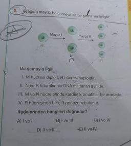 5.
Aşağıda mayoz bölünmeye ait bir şema verilmiştir.
M
Mayoz I
N
n
D) II ve III
Mayoz II
Bu şemayla ilgili,
1. M hücresi diploit, R hücresi haploittir.
II. N ve R hücrelerinin DNA miktarları aynıdır.
III. M ve N hücrelerinde kardeş kromatitler bir aradadır.
IV. R hücresinde bir çift gonozom bulunur.
ifadelerinden hangileri doğrudur?
A) I ve II
B) I ve III
R
C) I ve IV
-E) Il ve IV