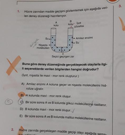 2.
1.
Hücre zarından madde geçişini gözlemlemek için aşağıda veri-
len deney düzeneği hazırlanıyor.
Su
Nişasta
molekülleri
A
kolu
B
kolu İyot
çözeltisi
Amilaz enzimi
Su
Seçici geçirgen zar
Buna göre deney düzeneğinde gerçekleşecek olaylarla ilgi-
li seçene