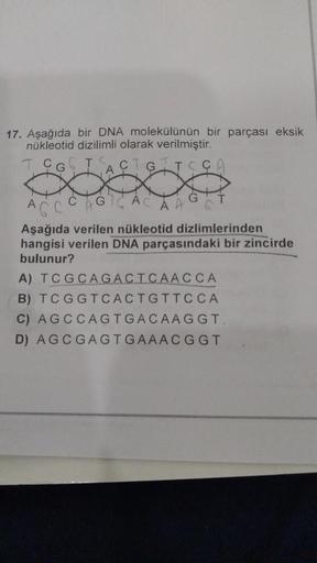 17. Aşağıda bir DNA molekülünün bir parçası eksik
nükleotid dizilimli olarak verilmiştir.
TCGG T
TCC
C
A
G
wxxxs
Aşağıda verilen nükleotid dizlimlerinden
hangisi verilen DNA parçasındaki bir zincirde
bulunur?
A) TCGCAGACTCAACCA
B) TCGGTCACTGTTC CA
C) AGCCA
