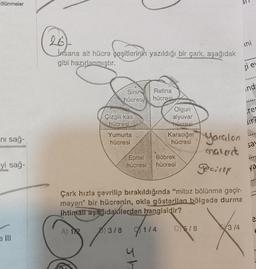 -ölünmeler
ni sağ-
yi sağ-
insana ait hücre çeşitlerinin yazıldığı bir çark, aşağıdak
gibi hazırlanmıştır.
Sinir
hücresi
Çizgili kas
hücresi
Yumurta
hücresi
Epitel
hücresi
Retina
hücresi
sh
114
3/8 1/4
u
Olgun
alyuvar
hücresi
Karaciğer yaralan
hücresi
malad
Böbrek
hücresi
Çark hızla çevrilip bırakıldığında "mitoz bölünme geçir-
meyen" bir hücrenin, okla gösterilen bölgede durma
ihtimali aşağıdakilerden hangisidir?
A) 1/2
gecilly
D/8
3/4
ini
si ev
ind
re
ir?
sav
ya
2