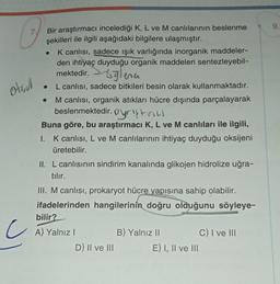 otsu
Bir araştırmacı incelediği K, L ve M canlılarının beslenme
şekilleri ile ilgili aşağıdaki bilgilere ulaşmıştır.
K canlısı, sadece işık varlığında inorganik maddeler-
den ihtiyaç duyduğu organik maddeleri sentezleyebil-
mektedir.
●
●
●
ena
L canlısı, sadece bitkileri besin olarak kullanmaktadır.
M canlısı, organik atıkları hücre dışında parçalayarak
beslenmektedir. Oystrill
Buna göre, bu araştırmacı K, L ve M canlıları ile ilgili,
I. K canlısı, L ve M canlılarının ihtiyaç duyduğu oksijeni
üretebilir.
II. L canlısının sindirim kanalında glikojen hidrolize uğra-
tılır.
III. M canlısı, prokaryot hücre yapısına sahip olabilir.
ifadelerinden hangilerinin doğru olduğunu söyleye-
CA)
bilir?
A) Yalnız I
D) II ve III
B) Yalnız II
E) I, II ve III
C) I ve III
9.