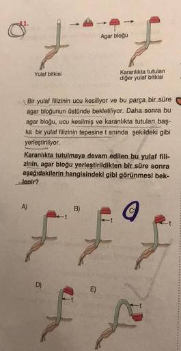 Agar bloğu
°F £
Yulaf bitkisi
(Bir yulaf filizinin ucu kesiliyor ve bu parça bir süre
agar bloğunun üstünde bekletiliyor. Daha sonra bu
agar bloğu, ucu kesilmiş ve karanlıkta tutulan baş-
ka bir yulaf filizinin tepesine t anında şekildeki gibi
yerleştirili